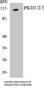 PKD1/2/3 Colorimetric Cell-Based ELISA Kit