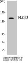 PLCbeta3 Colorimetric Cell-Based ELISA Kit