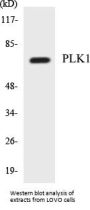 PLK1 Colorimetric Cell-Based ELISA Kit