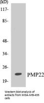 PMP22 Colorimetric Cell-Based ELISA Kit