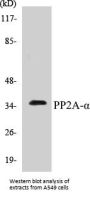 PP2A-alpha Colorimetric Cell-Based ELISA Kit