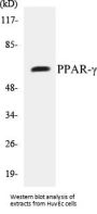 PPAR-gamma Colorimetric Cell-Based ELISA Kit