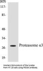 Proteasome alpha3 Colorimetric Cell-Based ELISA Kit