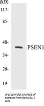 PSEN1 Colorimetric Cell-Based ELISA Kit