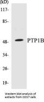 PTP1B Colorimetric Cell-Based ELISA Kit