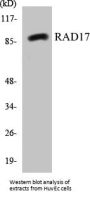 RAD17 Colorimetric Cell-Based ELISA Kit