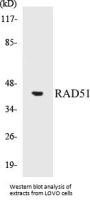 RAD51 Colorimetric Cell-Based ELISA Kit