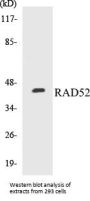 RAD52 Colorimetric Cell-Based ELISA Kit