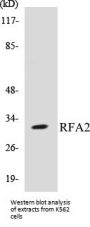 RFA2 Colorimetric Cell-Based ELISA Kit