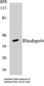 Rhodopsin Colorimetric Cell-Based ELISA Kit