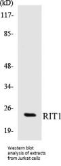 RIT1 Colorimetric Cell-Based ELISA Kit