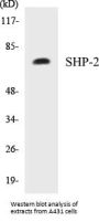 SHP-2 Colorimetric Cell-Based ELISA Kit