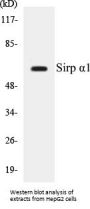 Sirp alpha1 Colorimetric Cell-Based ELISA Kit