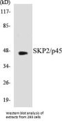 SKP2/p45 Colorimetric Cell-Based ELISA Kit