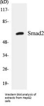 Smad2 Colorimetric Cell-Based ELISA Kit