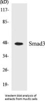 Smad3 Colorimetric Cell-Based ELISA Kit