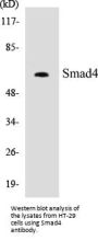 Smad4 Colorimetric Cell-Based ELISA Kit