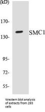 SMC1 Colorimetric Cell-Based ELISA Kit