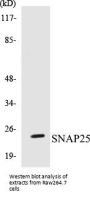SNAP25 Colorimetric Cell-Based ELISA Kit