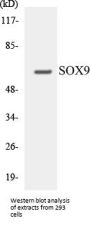 SOX9 Colorimetric Cell-Based ELISA Kit