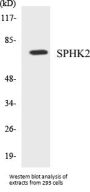 SPHK2 Colorimetric Cell-Based ELISA Kit