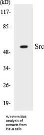 Src Colorimetric Cell-Based ELISA Kit