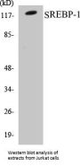 SREBP-1 Colorimetric Cell-Based ELISA Kit