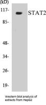 STAT2 Colorimetric Cell-Based ELISA Kit