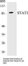 STAT3 Colorimetric Cell-Based ELISA Kit
