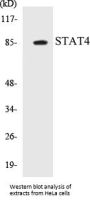 STAT4 Colorimetric Cell-Based ELISA Kit
