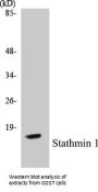 Stathmin 1 Colorimetric Cell-Based ELISA Kit