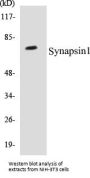 Synapsin1 Colorimetric Cell-Based ELISA Kit