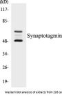 Synaptotagmin Colorimetric Cell-Based ELISA Kit