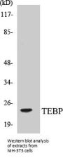 TEBP Colorimetric Cell-Based ELISA Kit