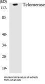 Telomerase Colorimetric Cell-Based ELISA Kit