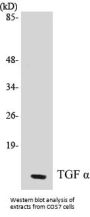 TGF alpha Colorimetric Cell-Based ELISA Kit