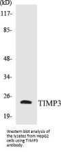 TIMP3 Colorimetric Cell-Based ELISA Kit