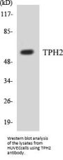 TPH2 Colorimetric Cell-Based ELISA Kit
