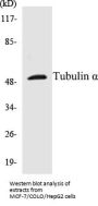 Tubulin alpha Colorimetric Cell-Based ELISA Kit