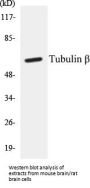 Tubulin beta Colorimetric Cell-Based ELISA Kit