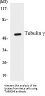 Tubulin gamma Colorimetric Cell-Based ELISA Kit