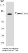 Tyrosinase Colorimetric Cell-Based ELISA Kit