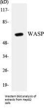 WASP Colorimetric Cell-Based ELISA Kit