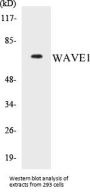 WAVE1 Colorimetric Cell-Based ELISA Kit