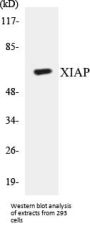 XIAP Colorimetric Cell-Based ELISA Kit