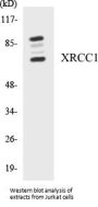 XRCC1 Colorimetric Cell-Based ELISA Kit