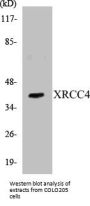 XRCC4 Colorimetric Cell-Based ELISA Kit