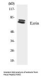 Ezrin Colorimetric Cell-Based ELISA