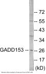 GADD153 Colorimetric Cell-Based ELISA