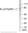 Ku70/80 Colorimetric Cell-Based ELISA